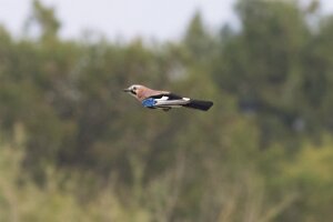 Bibione_7DMII_2015-05-02_1166